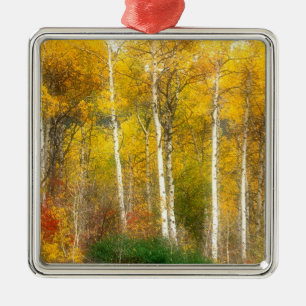 NA, USA, Washington, Fall Aspen Trees along Metal Ornament
