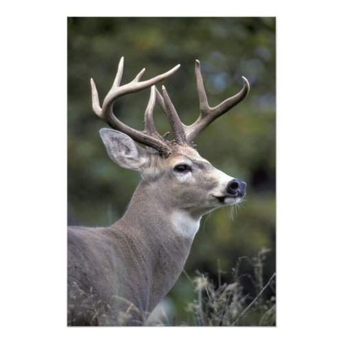 NA USA Washington State White_tailed deer Photo Print