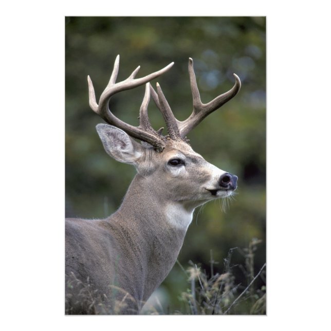 NA, USA, Washington State, White-tailed deer, Photo Print (Front)