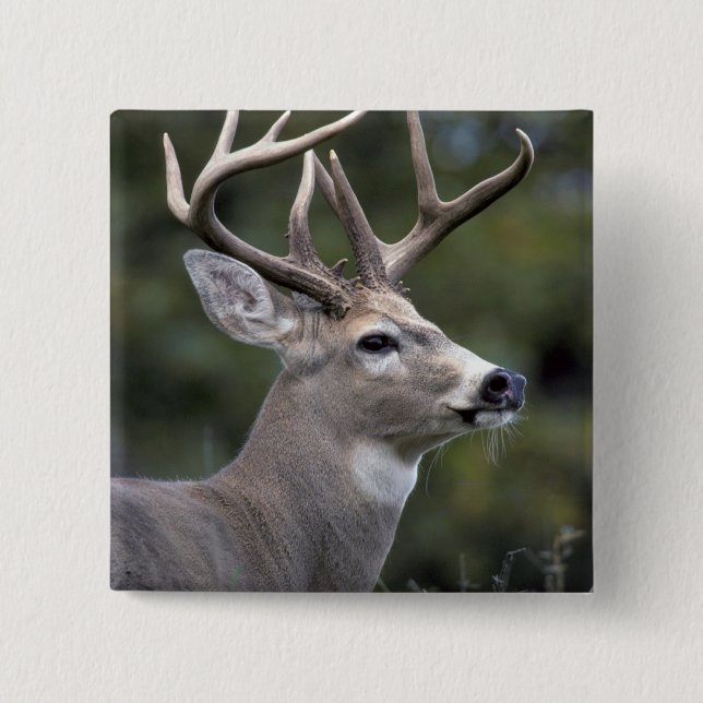 NA, USA, Washington State, White-tailed deer, Pinback Button (Front)