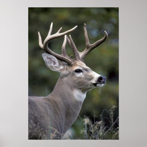 NA USA Washington State White_tailed deer Poster