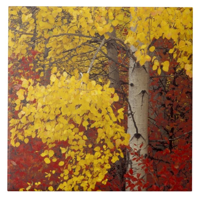 NA, USA, Washington, Wenatchee National Forest. Tile (Front)