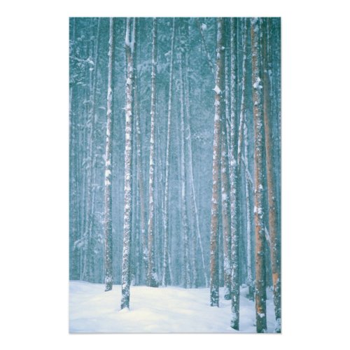 NA USA WY Snowy winter scene among Photo Print