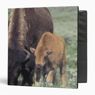 NA, USA, Wyoming, Yellowstone National Park. Binder