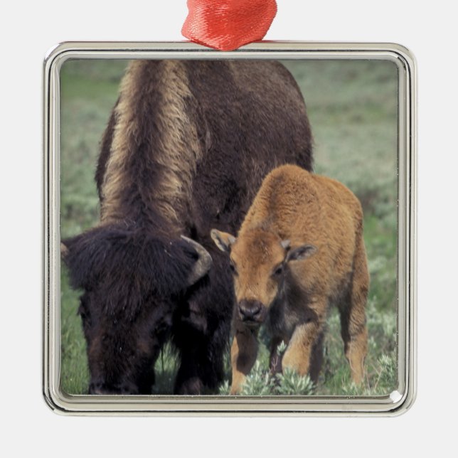 NA, USA, Wyoming, Yellowstone National Park. Metal Ornament (Front)