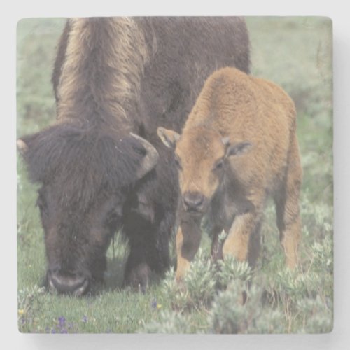 NA USA Wyoming Yellowstone National Park Stone Coaster