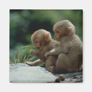 Nagano Prefecture, Japan Magnet