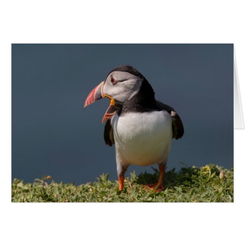 Nagging Puffin