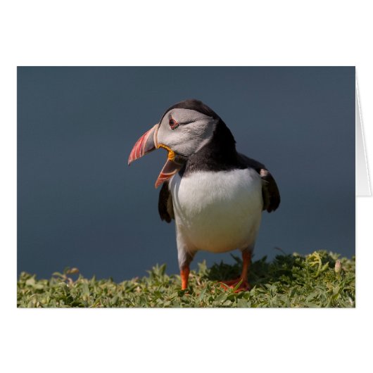 Nagging Puffin Cards (Front Horizontal)