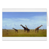 Nairobi National Park Giraffes (Front Horizontal)