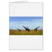 Nairobi National Park Giraffes (Front)