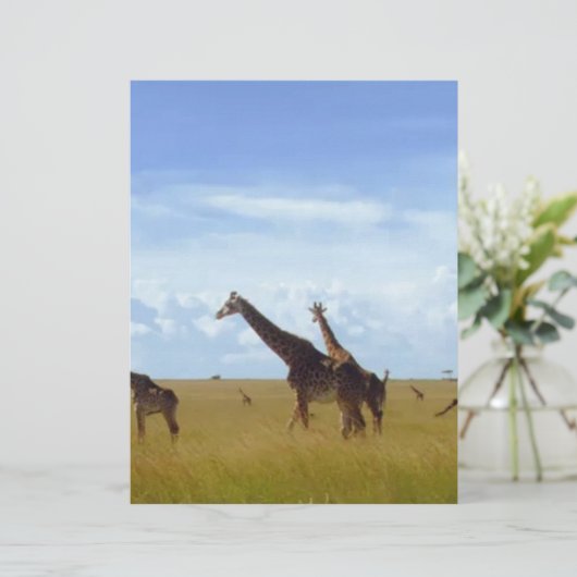 Nairobi National Park Giraffes (Standing Front)