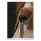 Nakota Horse