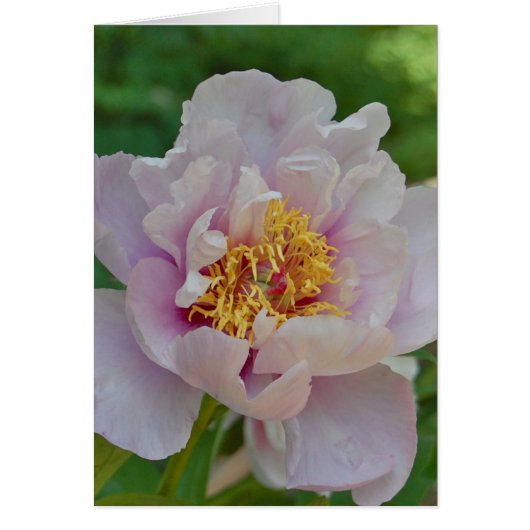 Nameless and Fragrant Cards (Front)