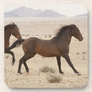 Namibia, Aus. Wild horses running on the Namib Drink Coaster