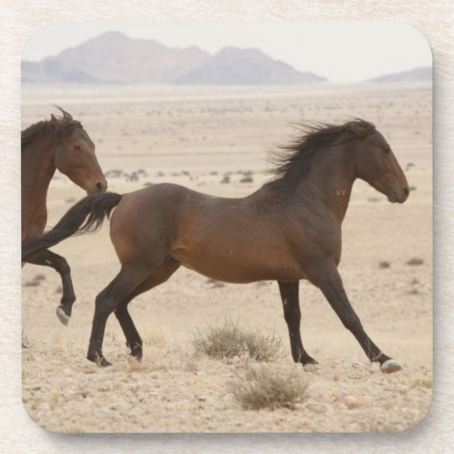 Namibia, Aus. Wild horses running on the Namib Drink Coaster (Front)