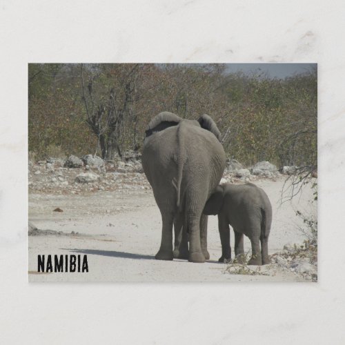 namibia elephants postcard