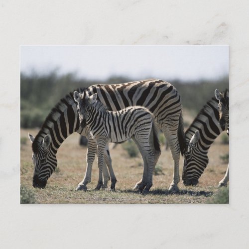 Namibia Etosha National Park Plain Zebra 1 Postcard