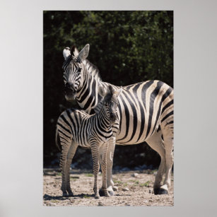 Namibia, Etosha National Park, Plains Zebra 2 Poster
