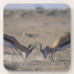 Namibia, Etosha National Park, Two male Coaster