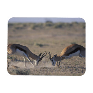 Namibia, Etosha National Park, Two male Magnet