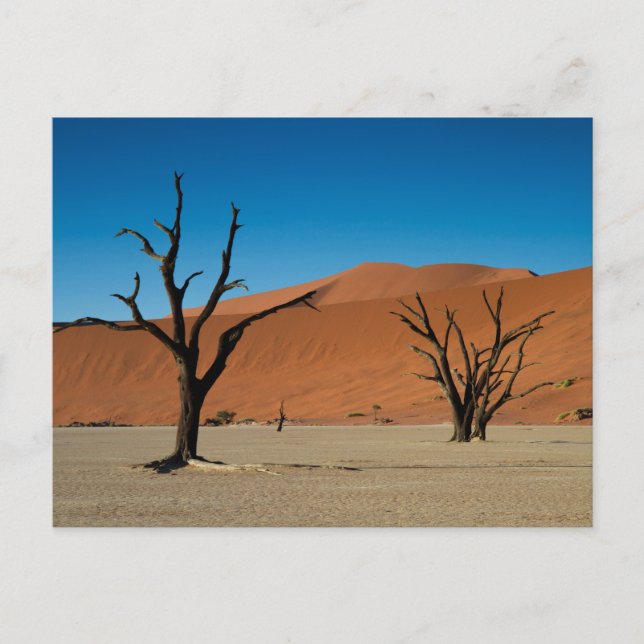 Namibia - Petrified trees at Dead Vlei postcard (Front)