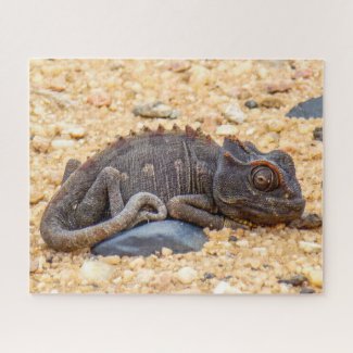 Namibia Safari Jigsaw Puzzle - wild chameleon