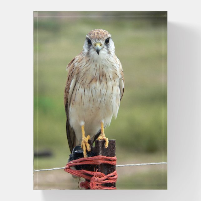 Nankeen Kestrel Paperweight (Vertical)