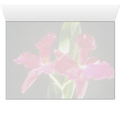 Naokazu 'Fire Ball' (Potinara) flowers Cards (Inside Horizontal (Bottom))