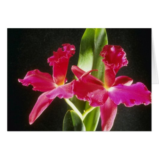 Naokazu 'Fire Ball' (Potinara) flowers Cards (Front Horizontal)