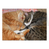 Nap Buddies (Front Horizontal)