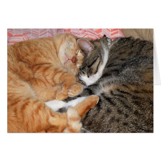 Nap Buddies (Front Horizontal)