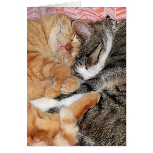 Nap Buddies Cards (Front)