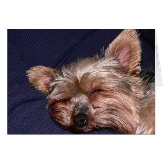 Nap Time (Front Horizontal)