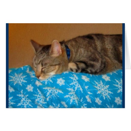 Nap Time For Indigo (Front Horizontal)