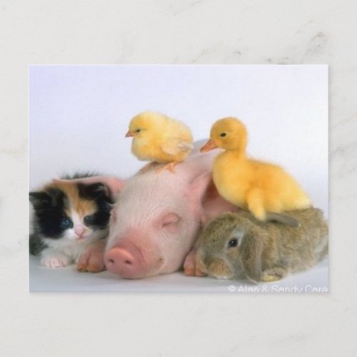 Nap Time for the Animals Postcard