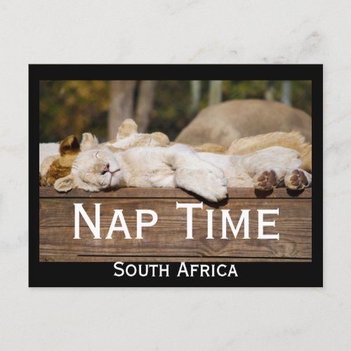 Nap Time Lion Cubs South Africa Postcard