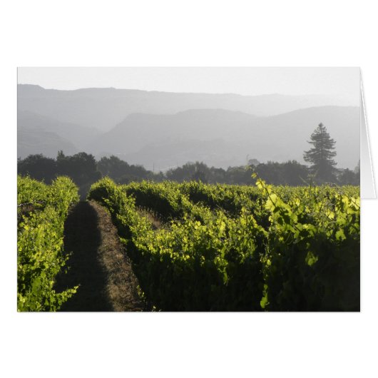 Napa morning fog cards (Front Horizontal)