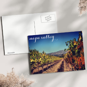 Napa Valley Autumn Harvest Vineyard Postcard