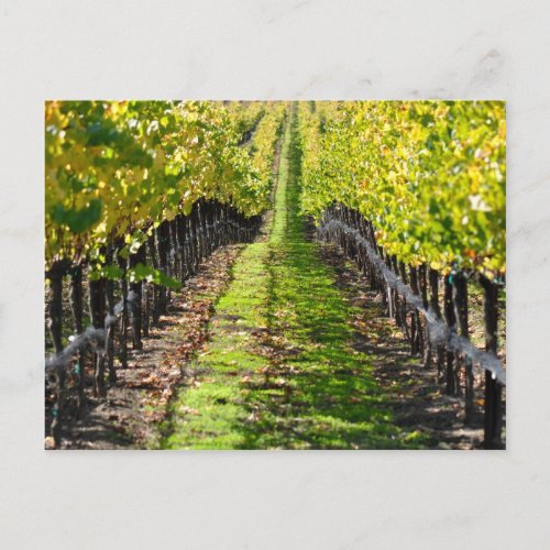 Napa Valley California Grape Vineyard Postcard