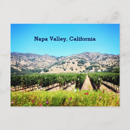 Napa Valley California Postcard