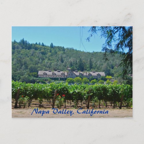 Napa Valley California Vineyard Postcard