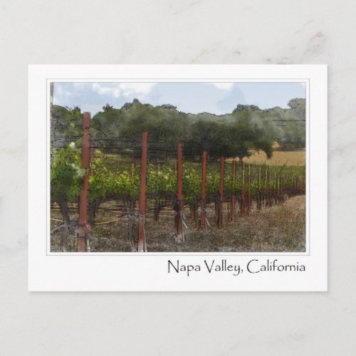 Napa Valley California Vineyard Postcard