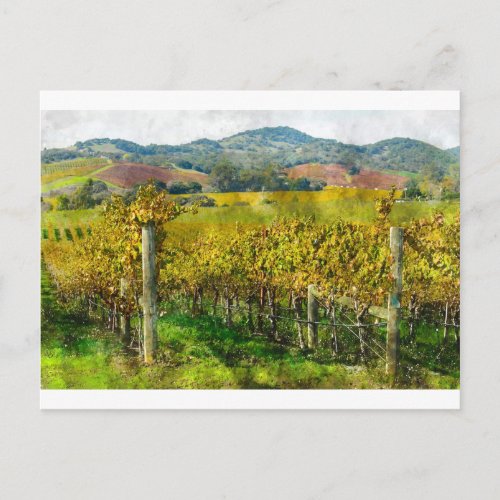 Napa Valley California Vineyard Postcard