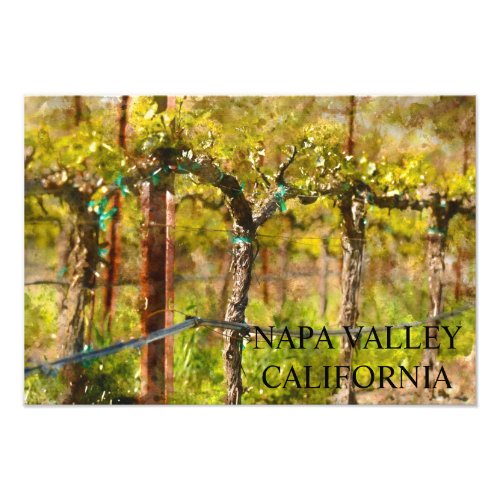 Napa Valley Grape Vines in Spring Photo Print