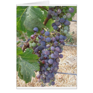 Napa Valley Grapes Cards