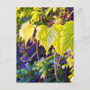 Napa Valley Postcard