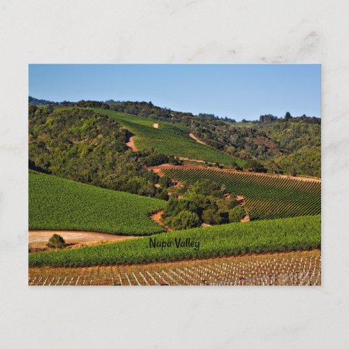 Napa Valley vineyard Postcard