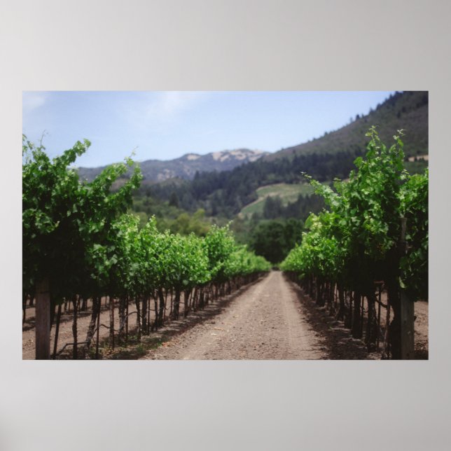 Napa Valley Vineyard Poster (Front)