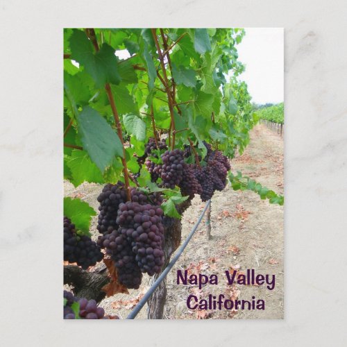 Napa Valley Vineyards Postcard Postcard